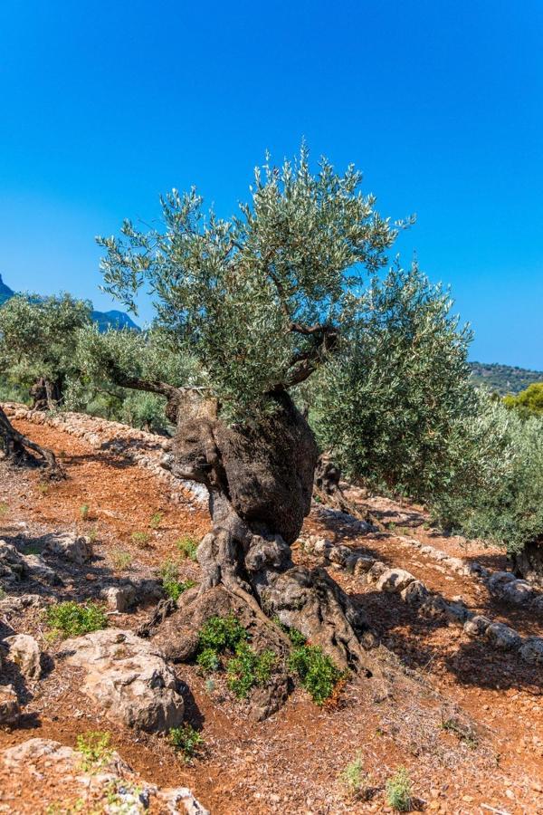 Finca Rural Es Pujol Villa Soller Exterior photo